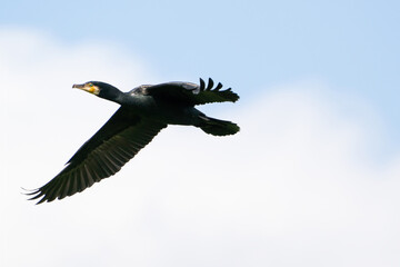 Detailed Cormorant in flight against a bright blue sky with white clouds