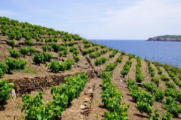 Vineyard of Collioure Banyuls vines on the mountain slopes by mediterranean sea in france