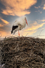 Fototapeta premium One stork build a nest. Dramatic golden blue sunset in the background, Skyscape