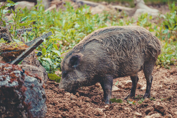 ein kleines Wildschwein sucht Futter im Matsch
