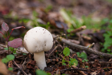 White champignon in autumn forest among dry leaves. Seasonal mushrooms in the woods. Fall nature, healthy organic food concept.