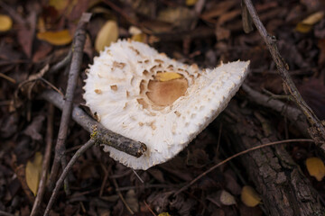 White champignon in autumn forest among dry leaves. Seasonal mushrooms hunting, fall nature, healthy organic food concept.