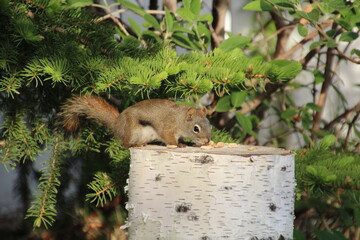 Squirrel Looking Over The Nuts, Edmonton, Alberta