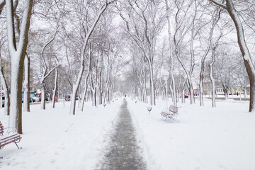 Beautiful winter landscape, trees and bench in park covered with snow.