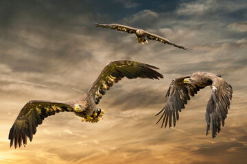 Three European sea eagles flying in a brown and yellow dramatic sky. Birds of prey in flight. Flying birds of prey during a hunt