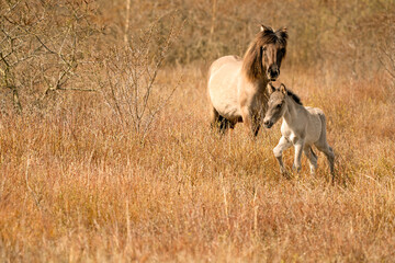 Mare and foal konik horses in a nature reserve, They walk in the golden reeds. Black tail and cream hair © Dasya - Dasya