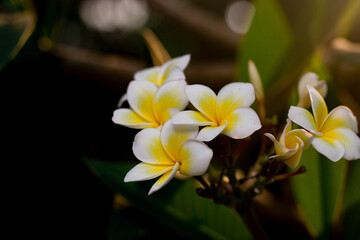 Frangipani
