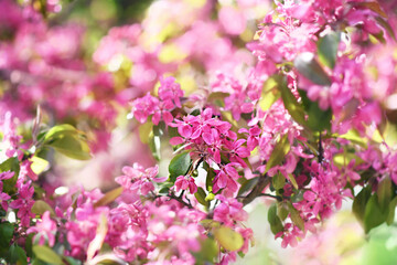 Spring apple blossom in garden, springtime pink flowers bloom, pastel and soft floral card, selective focus, shallow DOF, toned	