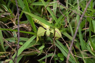 Walking Leaf - Genus Cryptophyllium, family Phylliidae