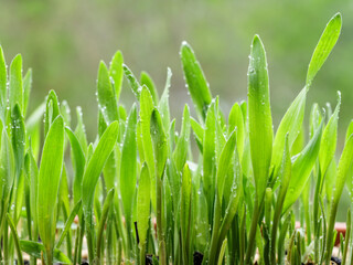 Fresh green grass, background.