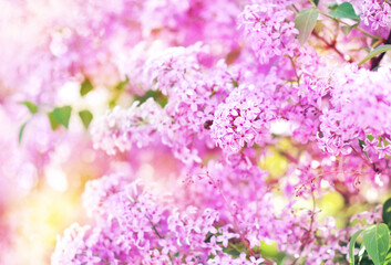 Spring blossoming lilac flowers in garden, syringa light bokeh floral card, shallow DOF, selective focus, toned