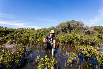 Scientist collecting a sediment core to asses carbon sequestration rates in the sediment of mangroves.