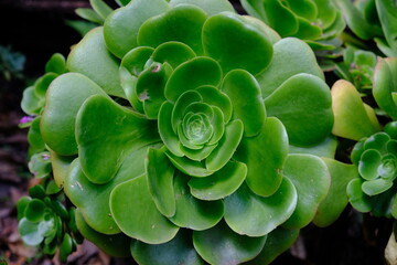 Ecuador Quito - Quito Botanical Garden Echeveria plant