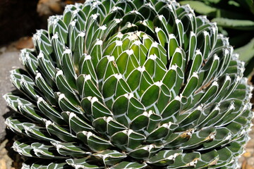 Naklejka na ściany i meble Ecuador Quito - Quito Botanical Garden - cactus plant