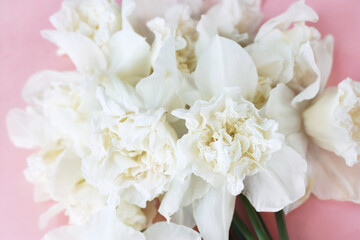 Spring blossoming white daffodils in garden, springtime blooming narcissus (jonquil) flowers, selective focus, shallow DOF, toned