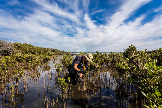 Scientist collecting a sediment core to asses carbon sequestration rates in the sediment of mangroves.