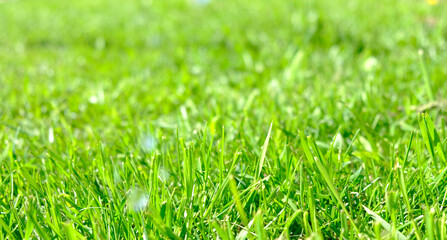 Fototapeta premium Perfect green background by the fresh grass