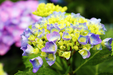 咲き始めの紫色の紫陽花の蕾　ブーケのような