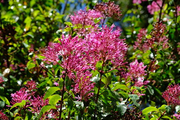 Ecuador Quito - Quito Botanical Garden purple Milkweed - Asclepias purpurascen
