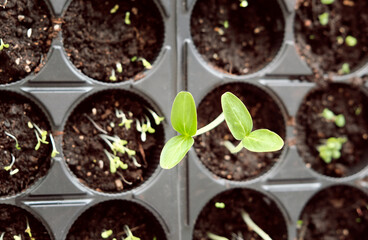 Cucumbers in a pot. Seedlings of cucumbers.