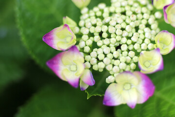 咲き始めた赤いガクアジサイの花のクローズアップ