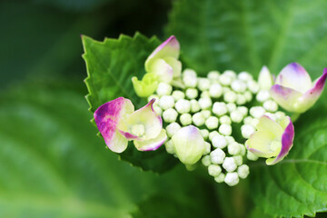 咲き始めた赤いガクアジサイの花のクローズアップ