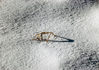 abstract snow texture, land covered with snow, dry grass and shadows on a snow background