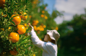 Farmer harvesting oranges