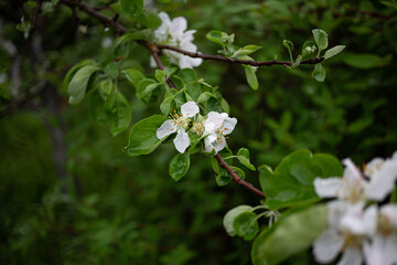 tree blossom