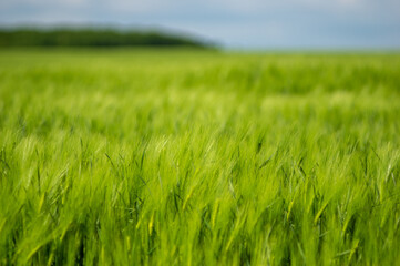 Spikelets of wheat on the field close up