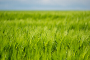 Spikelets of wheat on the field close up