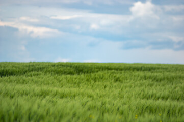 Field of wheat on sky background