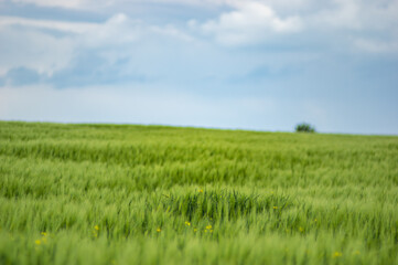Field of wheat on sky background