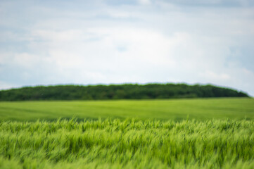 Field of wheat on sky background