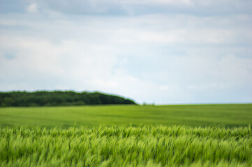 Obraz na płótnie Canvas Field of wheat on sky background