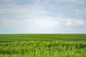 Field of wheat on sky background