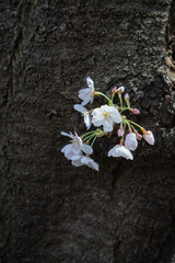 日本で見られる桜の花