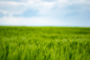 Field of wheat on sky background
