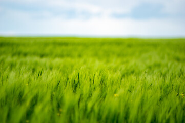 Obraz na płótnie Canvas Field of wheat on sky background