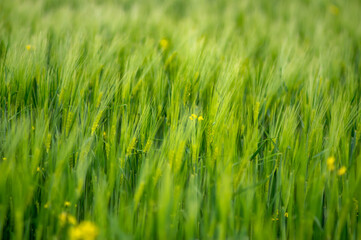 Spikelets of wheat on the field close up
