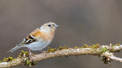 bird, robin, natur, wild lebende tiere, ast, tier, baum, wild, finch, spatz,