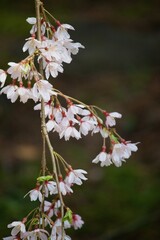 咲けよ桜