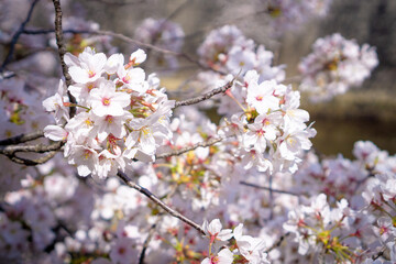 日本で見られる美しい桜の花