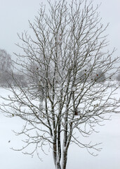 Fototapeta na wymiar view from the window to a snowy tree, birds folding in a tree branch, snowfall, blurred snow texture background