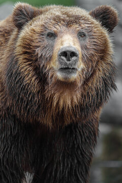 Kamchatka Brown Bear