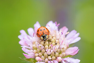 Closeup of an asian ladybeetle (Harmonia axyridis) on a field scabious (Knautia arvensis).