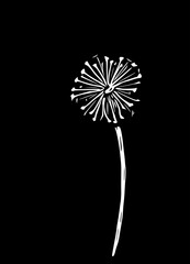 Abstract vector illustration of a dandelion. Modern floral art isolated on a black background.