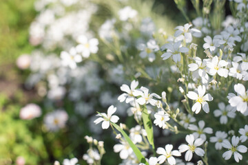 White flowers of Cerastium tomentosum with copy space
