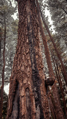 tree trunk in the forest