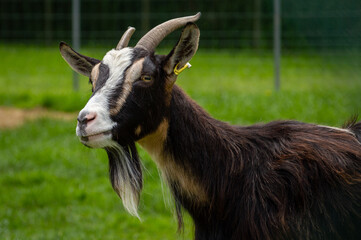 Portrait de chèvre